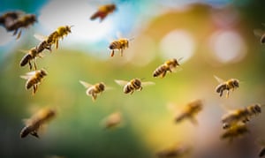 Close-ups of Nature, finalist A Swarm of Bees by Sebastian Škoić, taken in Ljubljana, Slovenia