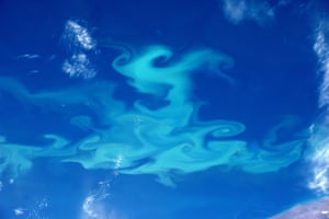 Patagonia This dance in turquoise is caused by a massive gathering of phytoplankton, a microscopic plant that floats near the sunlit surface of the ocean.