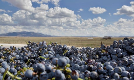 grapes in a pile with arizona landscape beyond