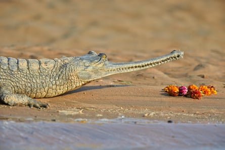 A gharial on the banks of the Chambal river in Uttar Pradesh