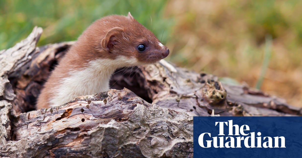 Country Diary I Looked Into The Eyes Of Britain S Most Savage Killer Wildlife The Guardian