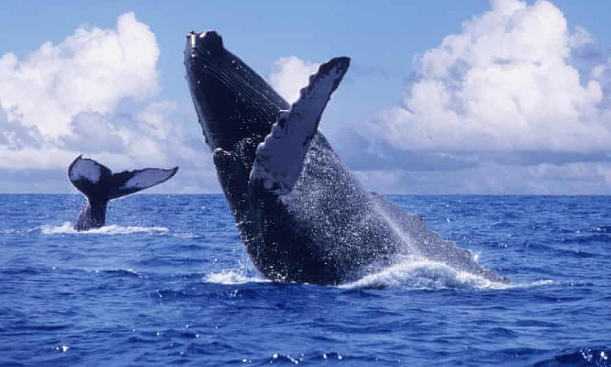 If activists hadn't succeeded in ending whaling, many species would likely be extinct today. A humpback whale breaches.