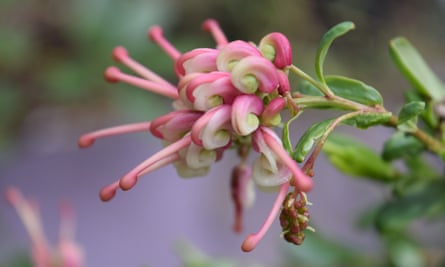 Australian native Grevillea iaspicula has sensitive roots that require free draining nutrient poor conditions.