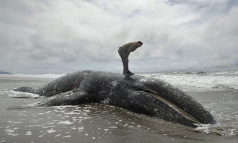 A dead whale at Ocean Beach in San Francisco in May. More whales have been found washed up than in any other year since 2000.