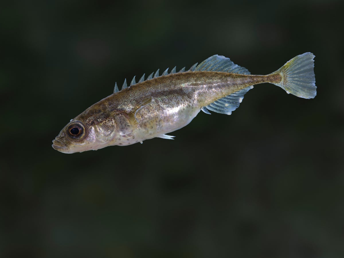 Nine-spine sticklebacks: Britain's tiny but mighty freshwater fish | Environment | The Guardian