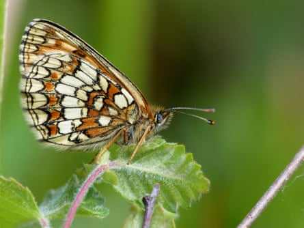 A heath fritillary butterfly
