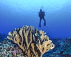 Almost every shallow-water coral reef on the planet faces ecosystem collapse by 2075, UN advisors say