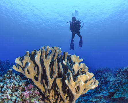 A coral reef.