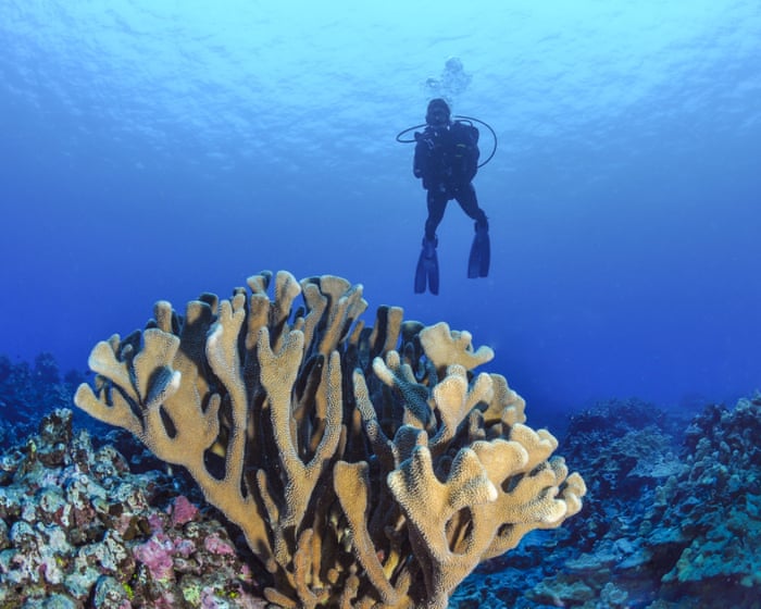 Almost every shallow-water coral reef on the planet faces ecosystem collapse by 2075, UN advisors say