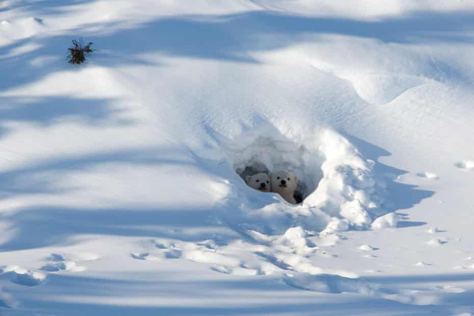 Polar bear cubs looking out of a den in Wapusk national park near Churchill, in Manitoba province, Canada.