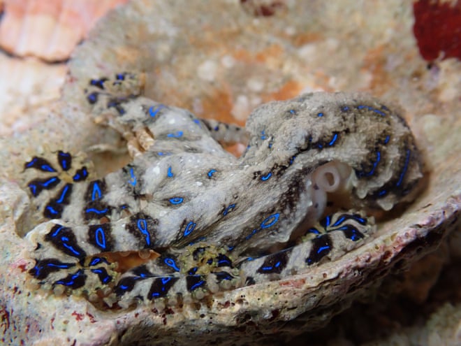 Male blue-lined octopuses inject females with venom during sex to avoid being eaten, study shows Male blue-lined octopuses inject females with venom during sex to avoid being eaten, study shows