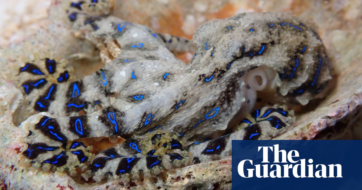 Male blue-lined octopuses inject females with venom during sex so she doesn't eat him, study shows