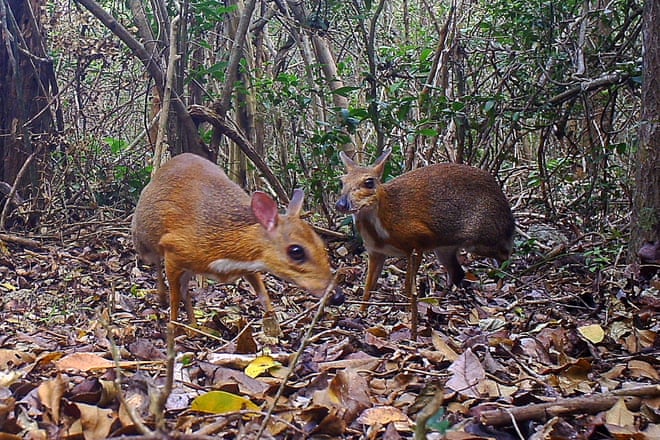 Ten wildlife success stories to sing about in 2019 2593