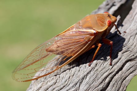 The yellow Monday cicada has an amber coloured body, six legs and transparent wings.