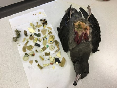 A dissected flesh-footed shearwater bird taken from Lord Howe Island in 2017, with plastic pieces from its stomach arranged beside it
