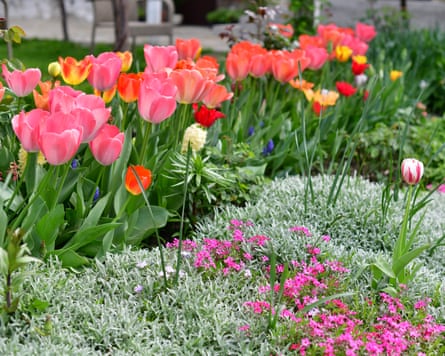 Country garden in spring with tulips on the patio, flowers in the borders and flowering shrubs.