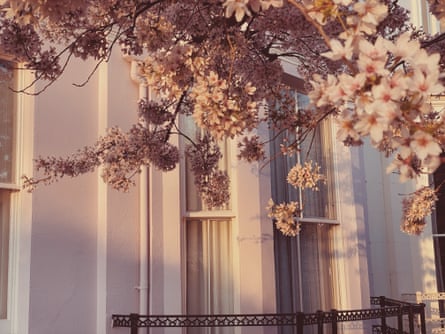 Blossom on a branch in front of a white-painted bay window in pale sunlight.