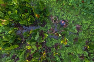 John Kaboa in his giant swamp taro pit, known as a ‘babai pit’.