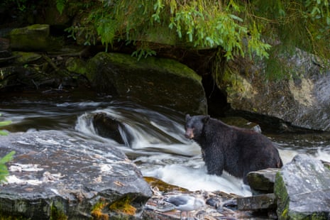 An American black bear in one of its usual aquatic habitats – ie, not the Gulf of Mexico – in Alaska.