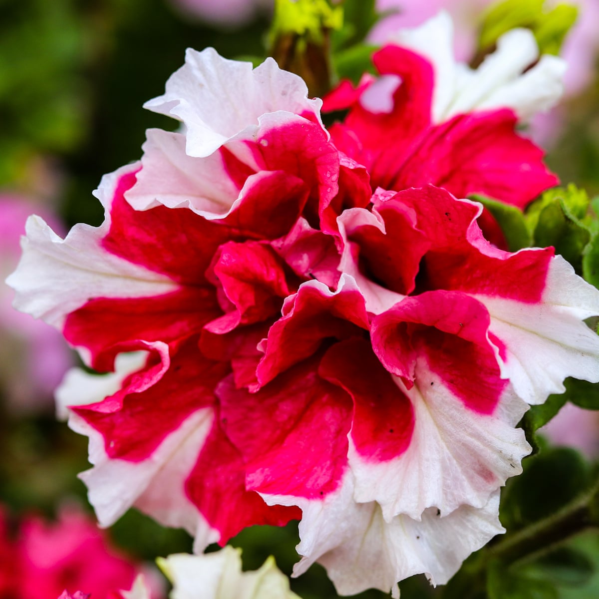 Why Are We Breeding Such Ugly Flowers Gardening Advice The Guardian Why Are We Breeding Such Ugly Flowers Gardening Advice The Guardian