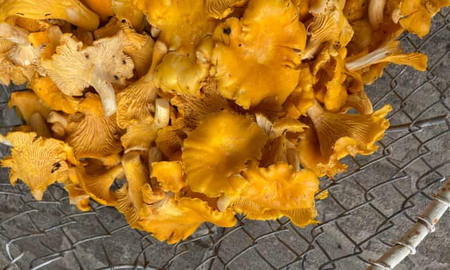 Unusual mushrooms