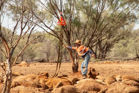 a man tries to rescue cattle in Queensland