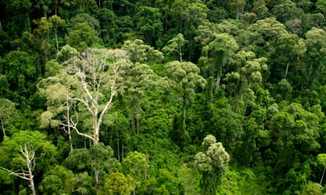 Aerial shot of Borneo rainforest