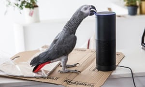 buddy the parrot mimicked its owners voice and ordered a consignment of gift boxes using an amazon echo