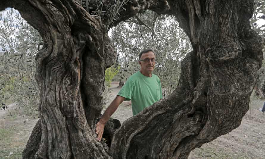 Toni Civico with his oldest olive tree