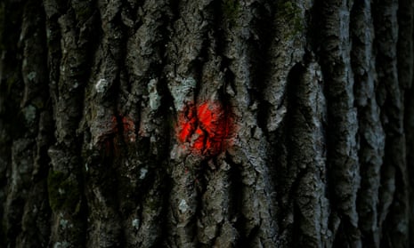 A tree marked for logging in the Białowieża forest. The Polish government says it is clearing dead trees to prevent damage by the spruce bark beetle.