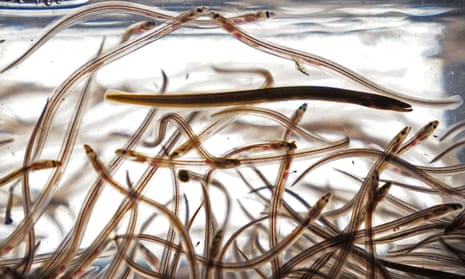 Baby eels, also known as elvers