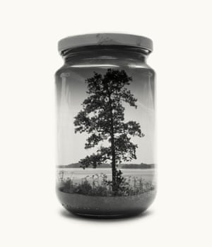 Tree from Jarred & Displaced, a series by Finnish photographer Christoffer Relander