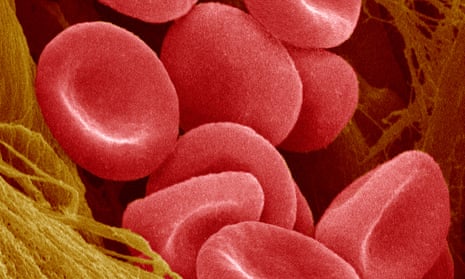 Human red blood cells magnified 300 times.