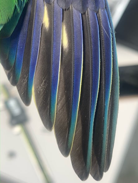 A captive-type wing.