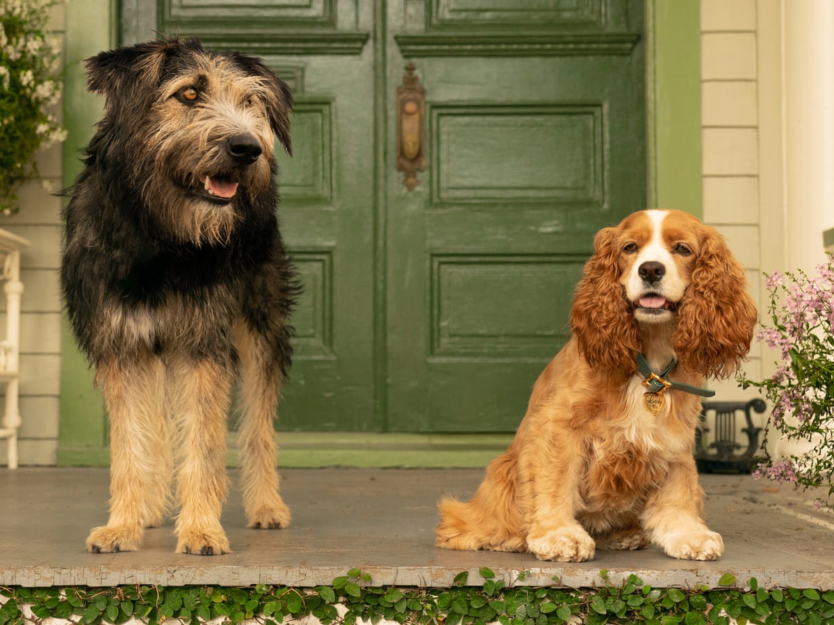 Lady And The Tramp Review Disney S Lovestruck Dogs Come To Half Life Film The Guardian
