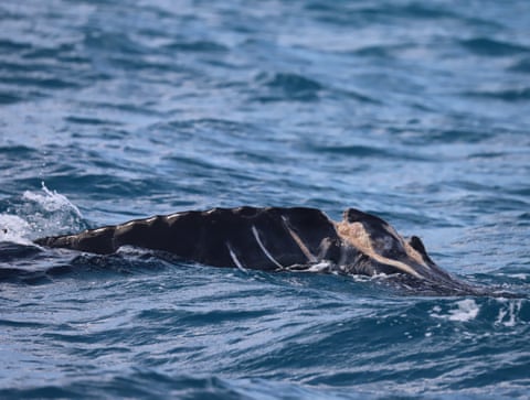 An injured humpback calf. Injuries such as this could affect migration, feeding, body condition and reproduction.