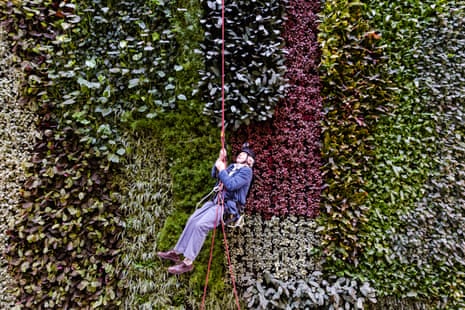David Attenborough abseiling down a living wall in 2016