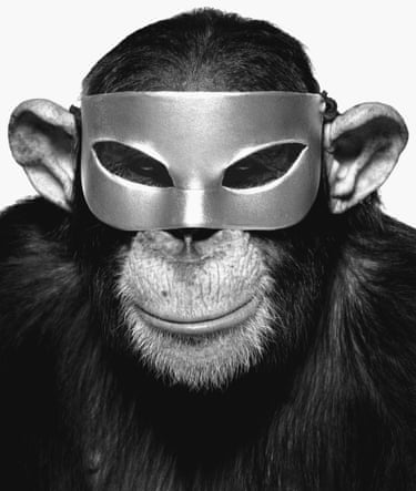 A chimp in a mask, a photograph by Albert Watson