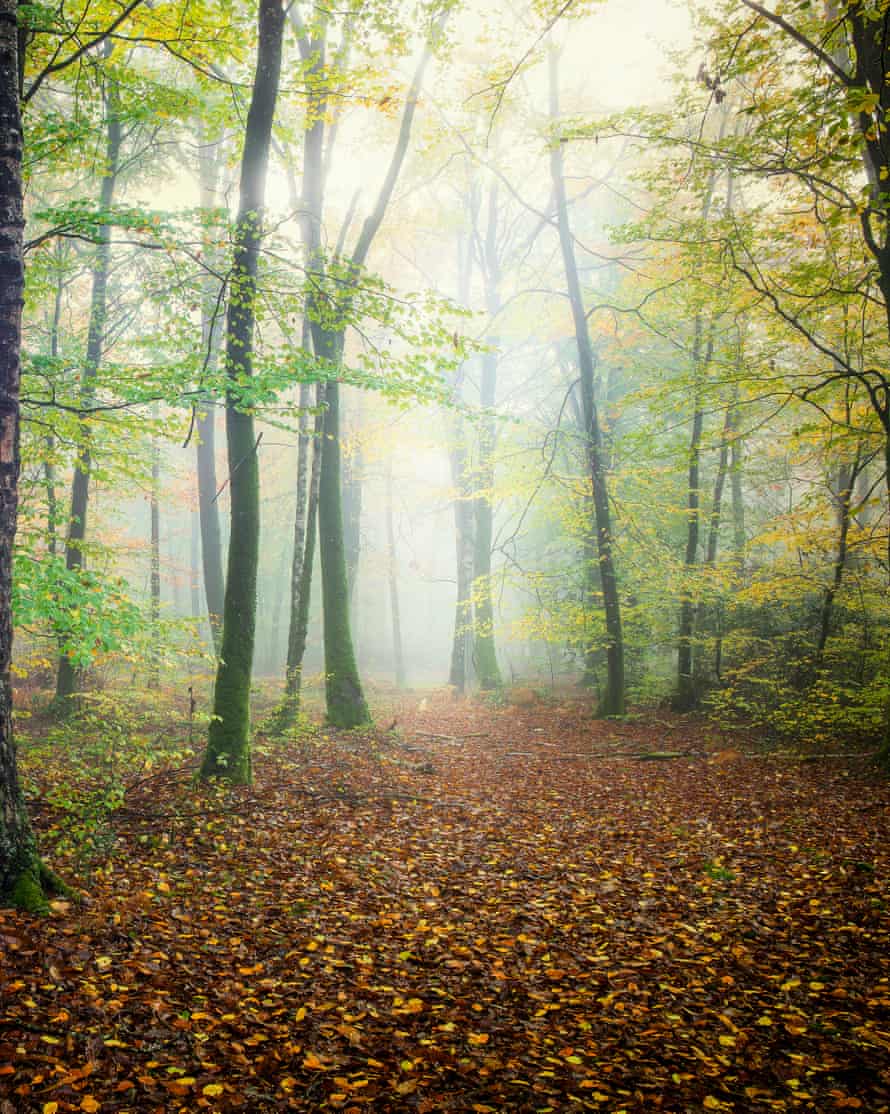 broceliande forestmood in the forest in autumn