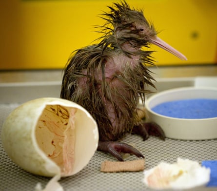 A kiwi chick hatches at Auckland zoo.