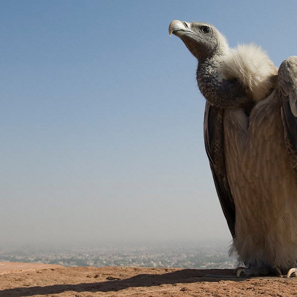 Born to be wild: India's first captive-bred endangered vultures ...