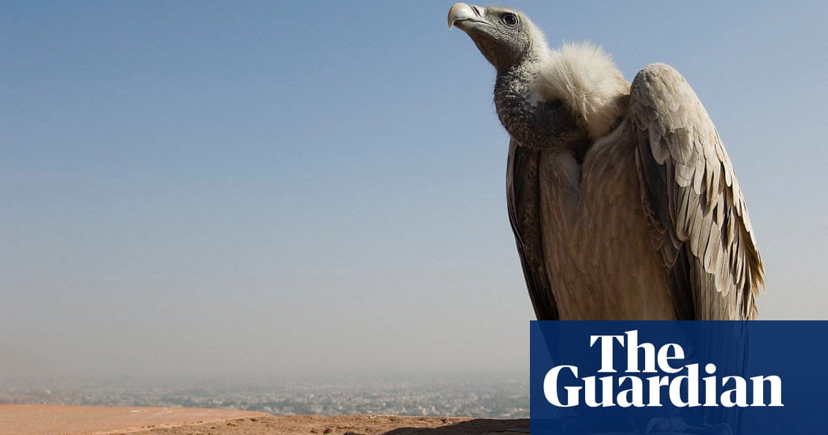 Born to be wild: Indias first captive-bred endangered vultures are set free