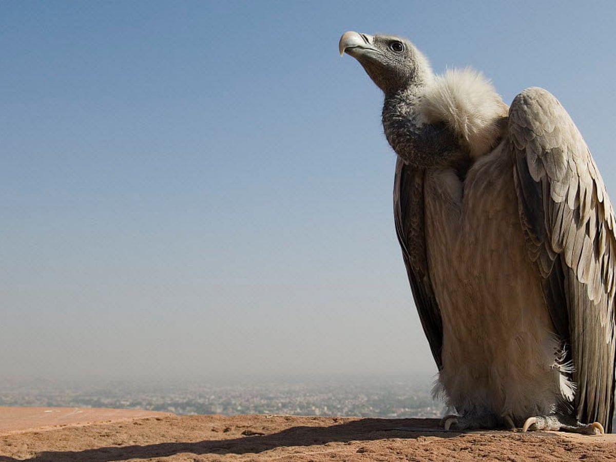 Born to be wild: India's first captive-bred endangered vultures ...