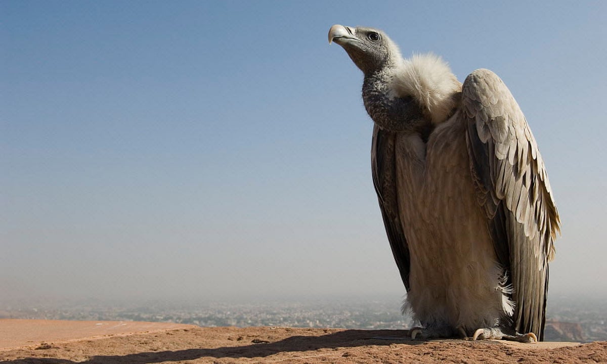 Born to be wild: India's first captive-bred endangered vultures ...