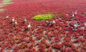 Cervo Milu no pantanal de Tiaozini, em Yancheng, província de Jiangsu, na costa leste da China. Os cervos Milu vivem em áreas pantanosas do médio e baixo rio Yangtze. Eles foram caçados quase até a extinção no século 19, mas a população selvagem da China foi reconstruída na década de 1980 a partir de um rebanho mantido na Abadia de Woburn, em Bedfordshire.
