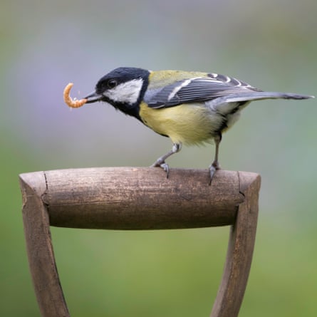 A great tit holding a mealworm in its beak, standing on a garden fork