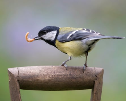 A great tit with a mealworm in its mouth, perched on a shovel handle