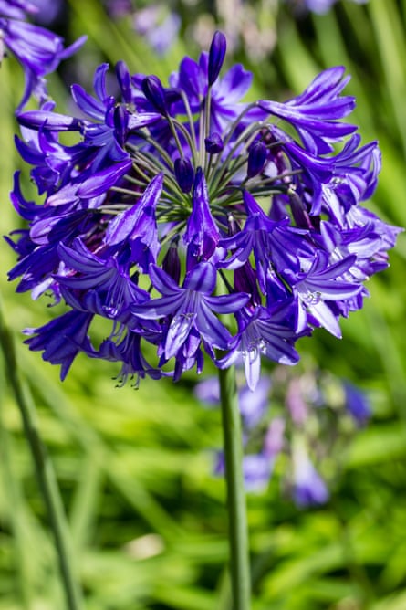 Agapanthus still going strong during the UK’s heatwave number three