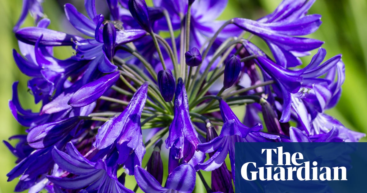 Gardening tips: how to plant agapanthus | Life and style | The Guardian