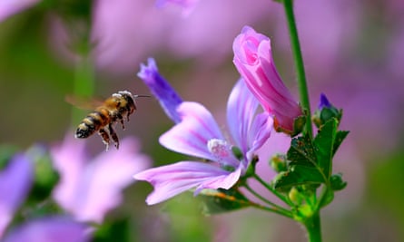 A bee landing on a mallow. Neonicotinoid insecticides have been banned by the EU for use on crops because of their devastating effect on bees.